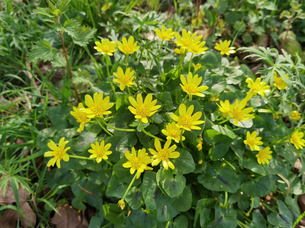 Ficaria verna